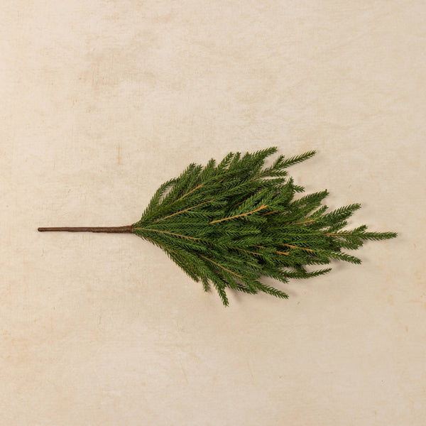 18" SOFT TOUCH NORFOLK PINE PICK