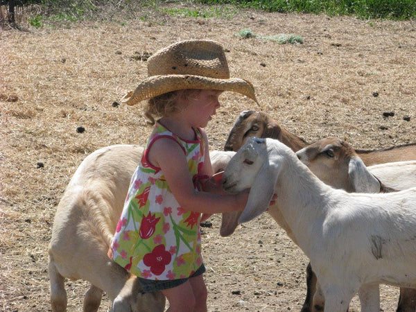 Goat Milk Lotion